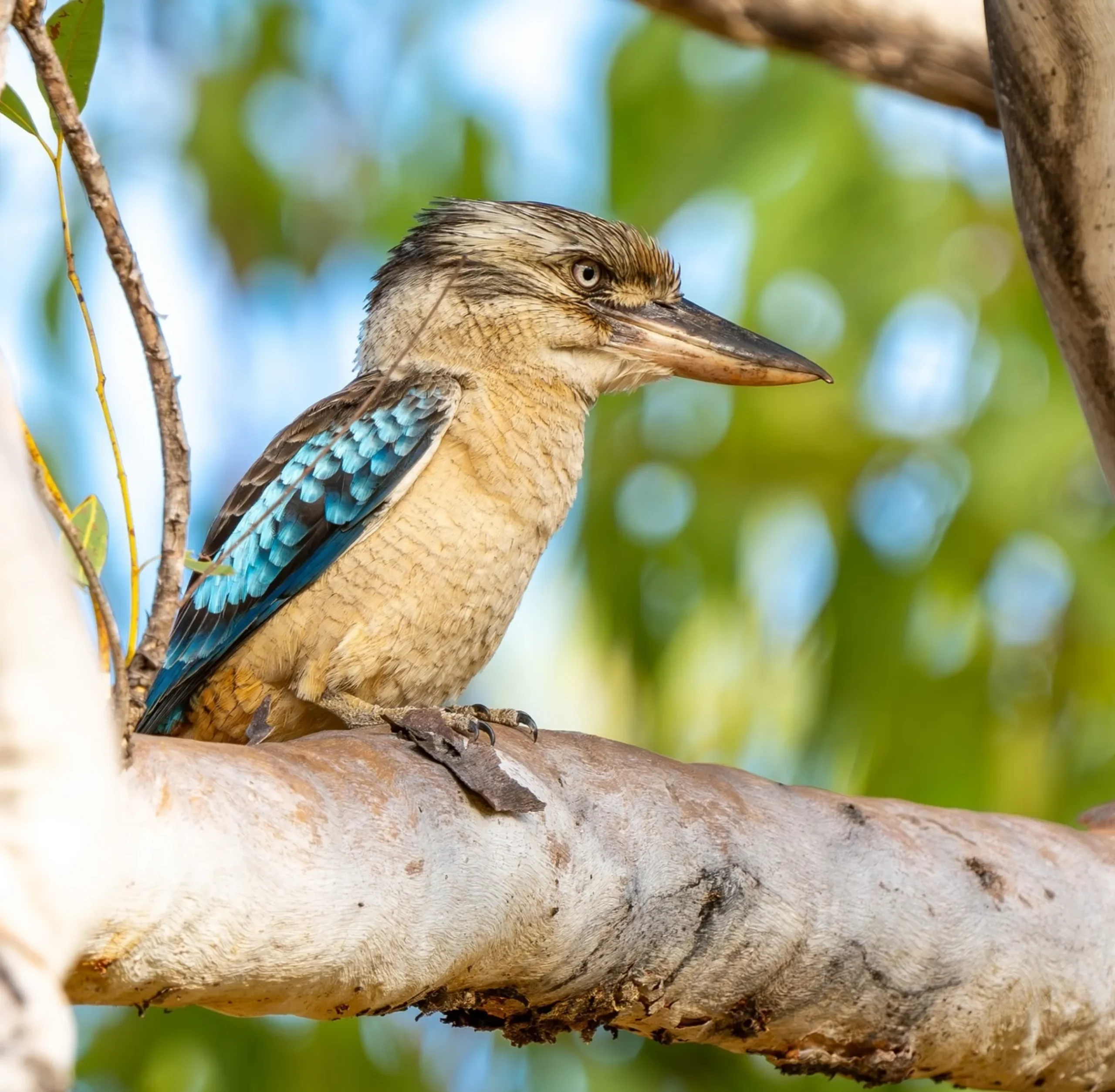 Migratory Birds, Kakadu