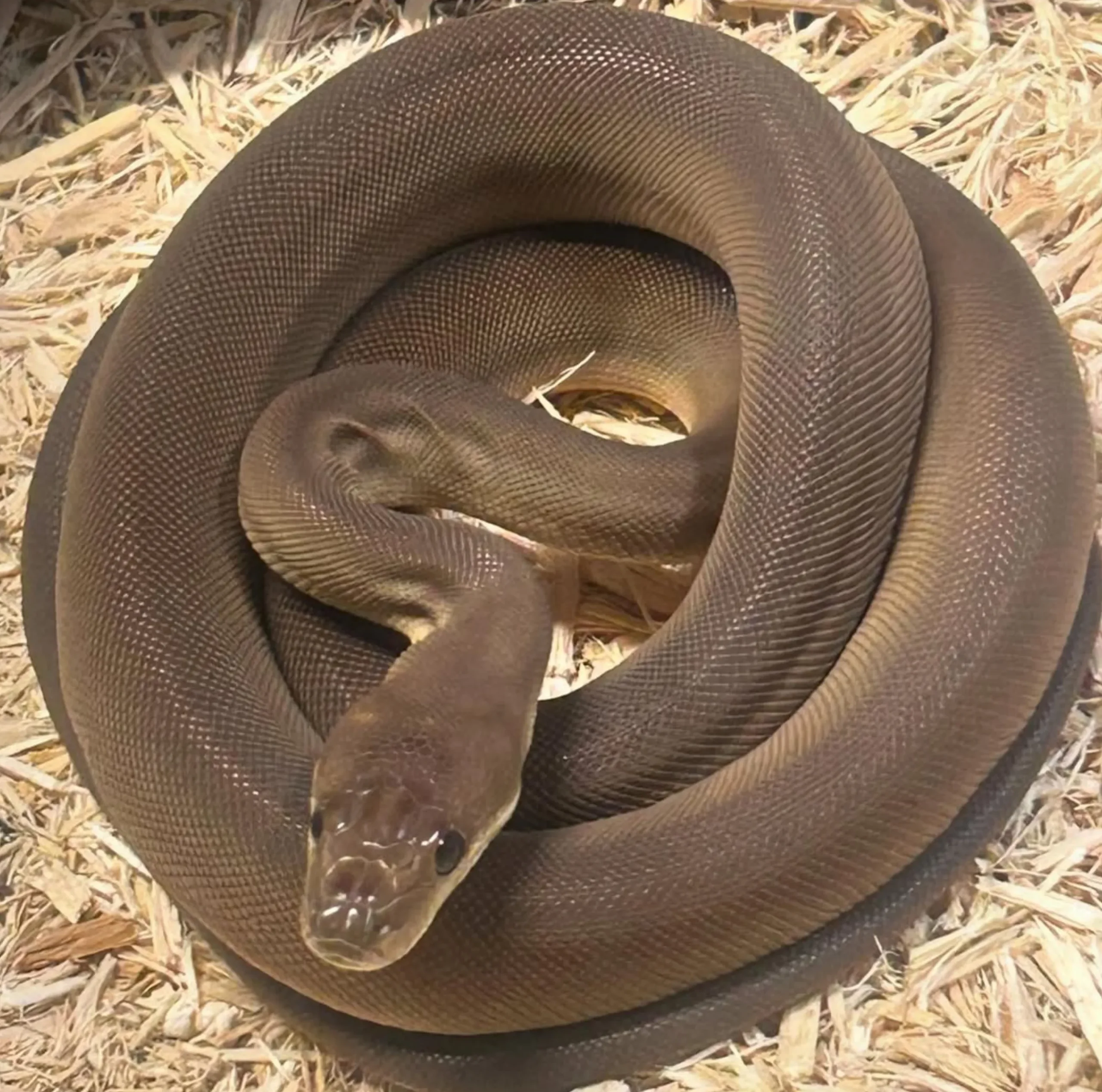 Olive Python, Kakadu National Park