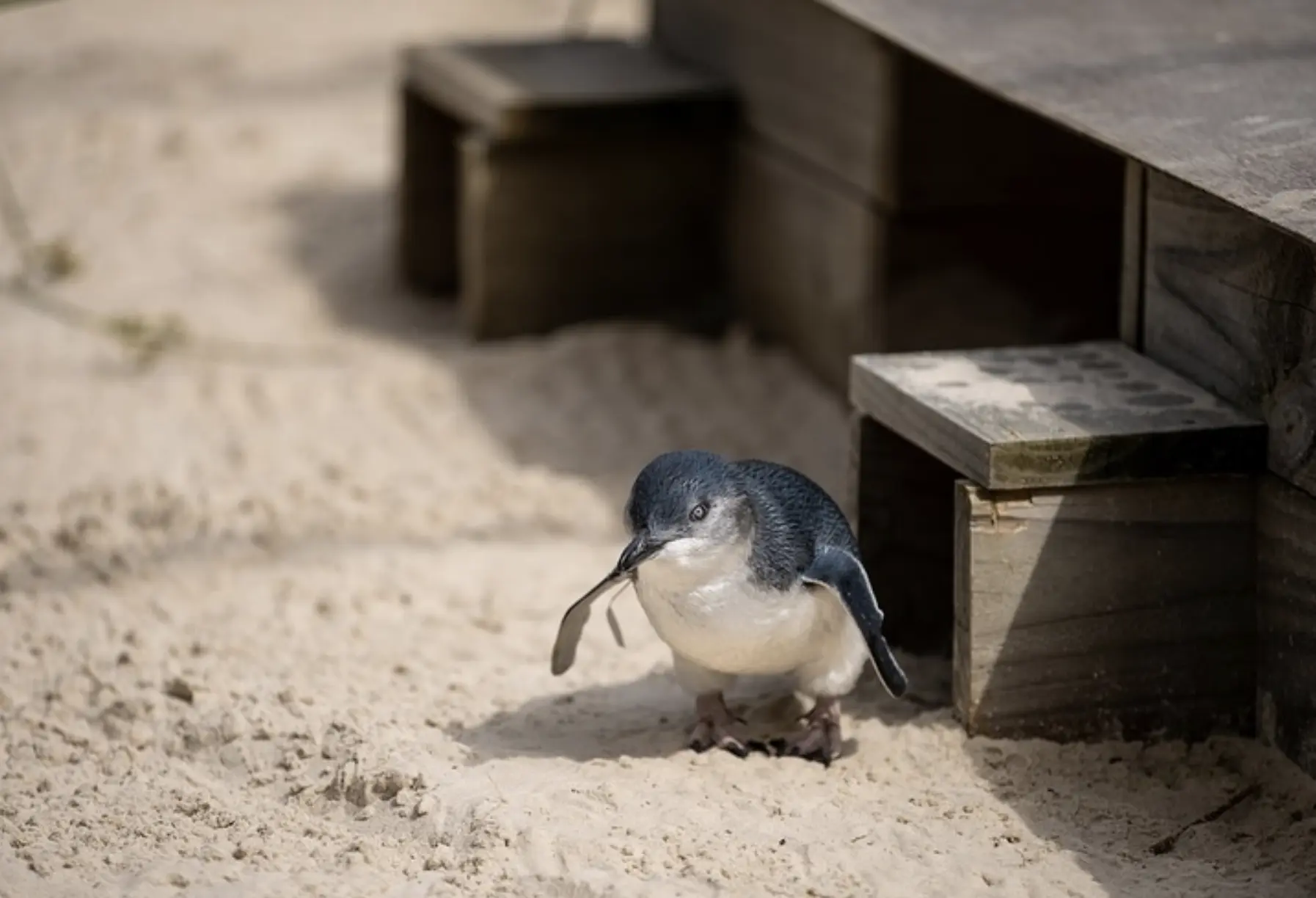 Australian Wildlife