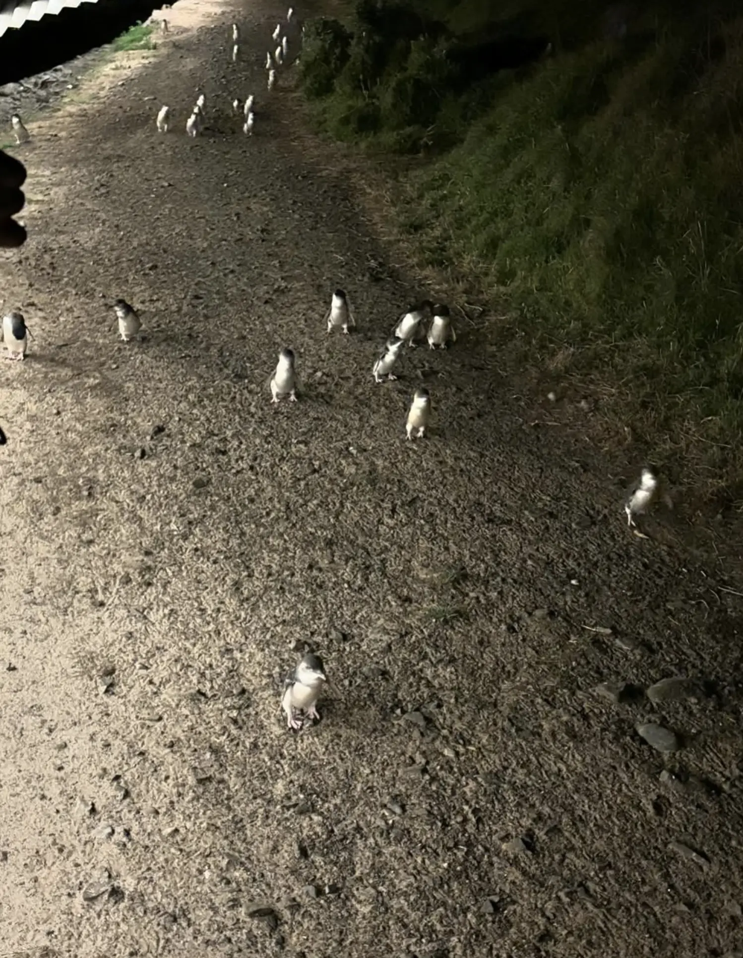 Little Penguins
