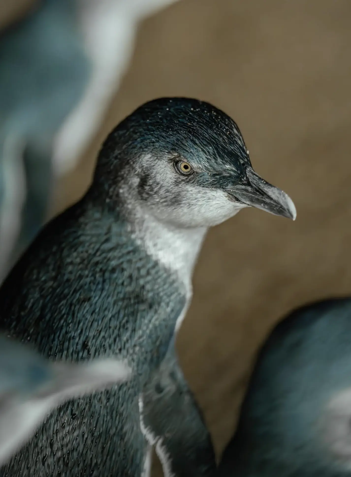 Penguin Parade
