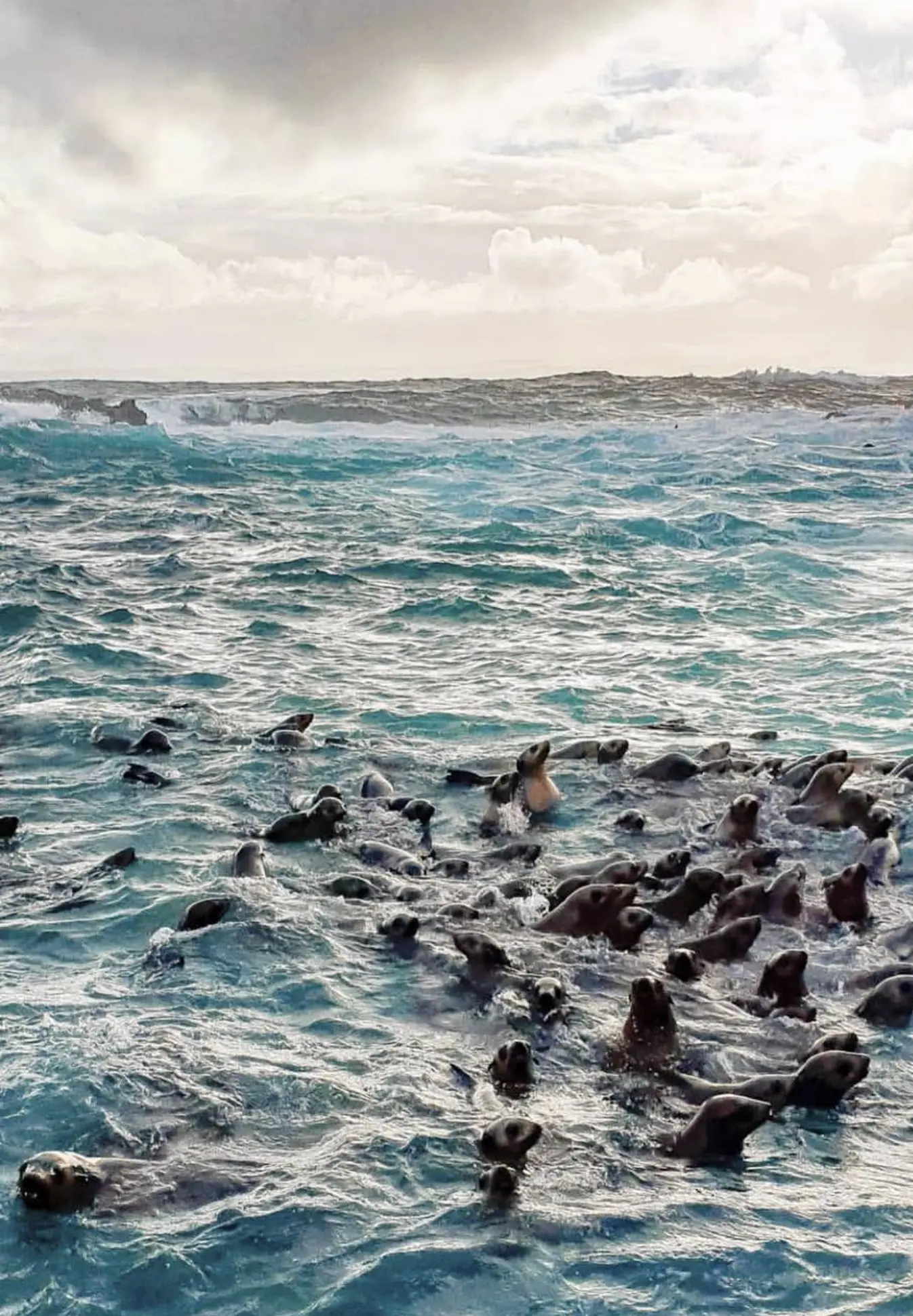 Phillip Island Seals