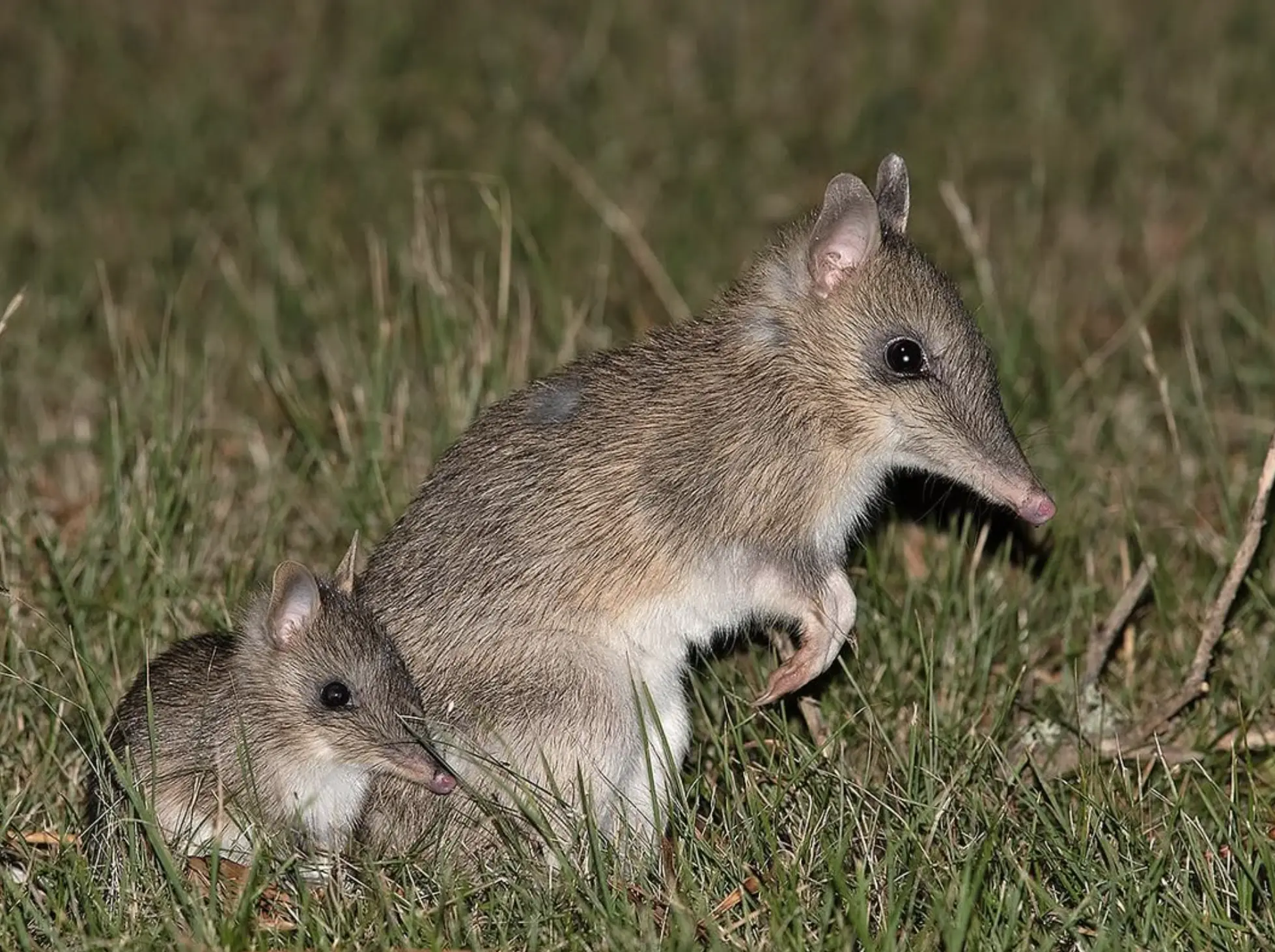 Phillip Island Wildlife