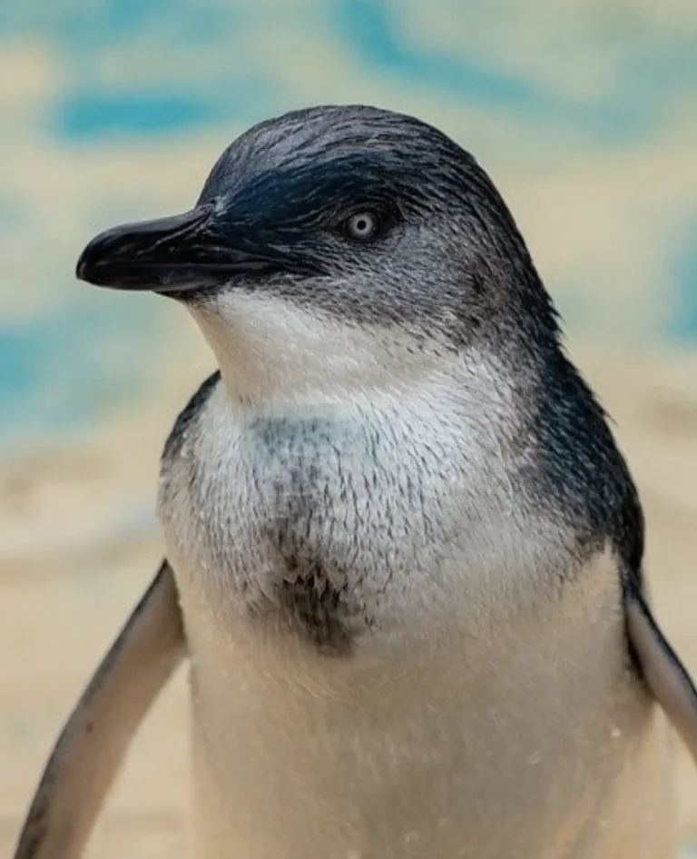 What animal is Phillip Island known for?