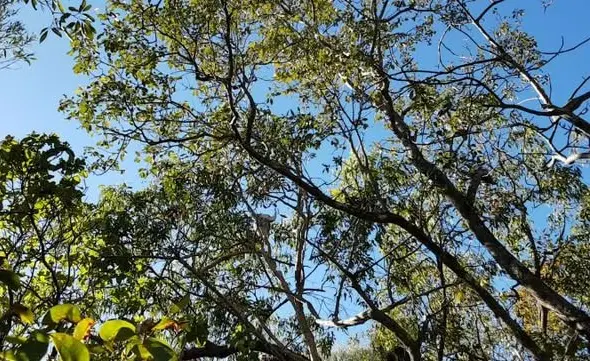 holding koalas in queensland