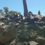 Which Koala Sanctuaries in 2026 allow ‘Holding’ vs. only ‘Viewing’? (What You Can Actually Do On The Ground)