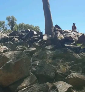Which Koala Sanctuaries in 2026 allow ‘Holding’ vs. only ‘Viewing’? (What You Can Actually Do On The Ground)