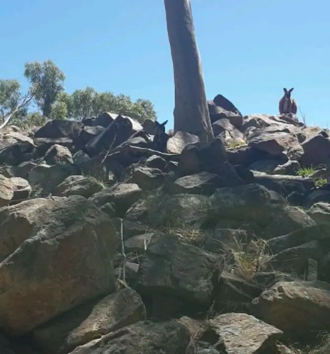 Which Koala Sanctuaries in 2026 allow ‘Holding’ vs. only ‘Viewing’? (What You Can Actually Do On The Ground)