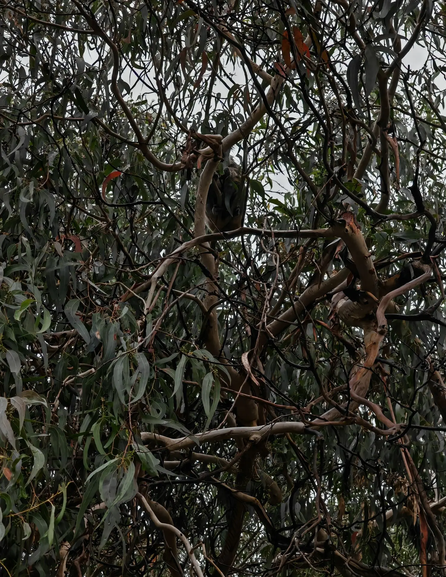 koala holding rules australia 2026